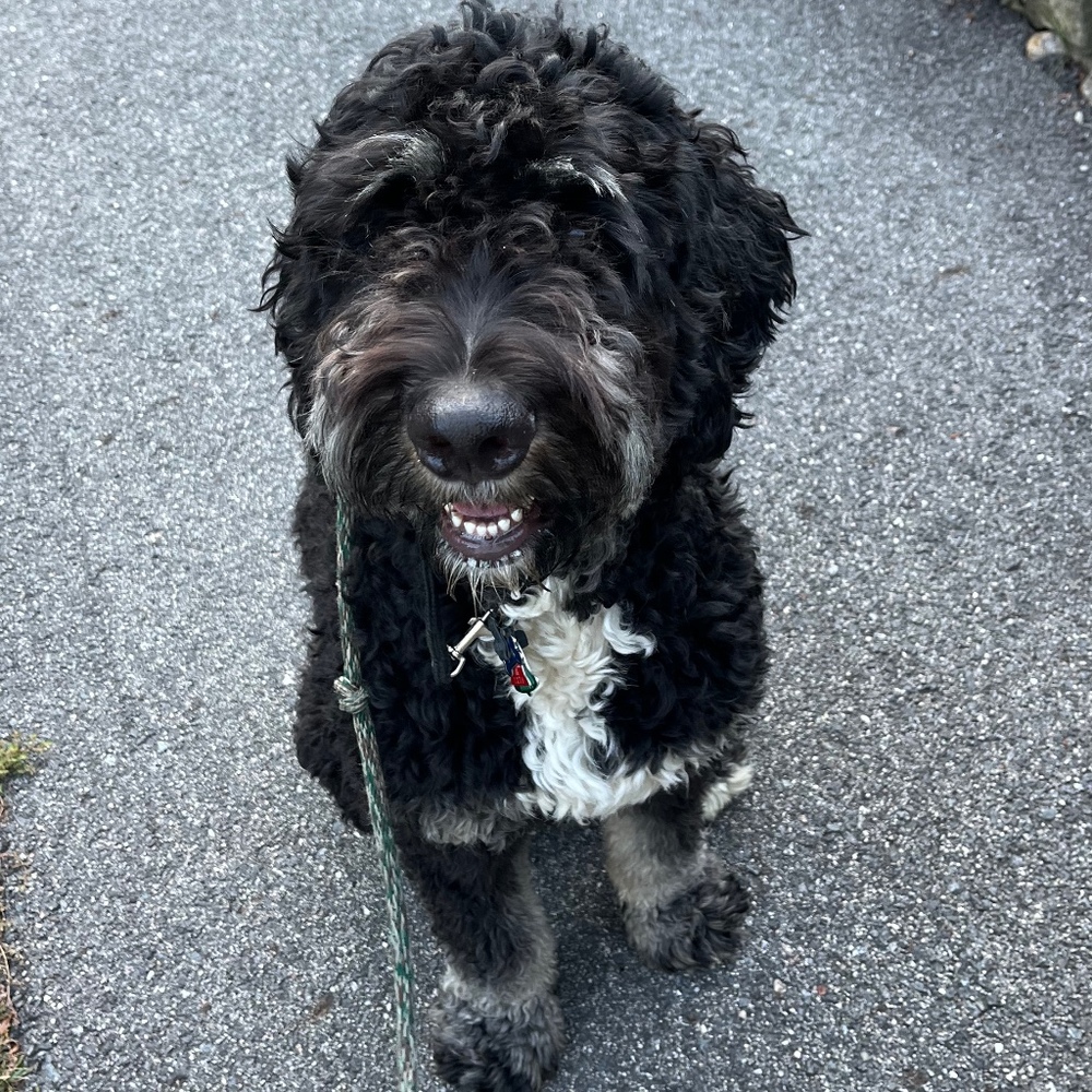 Meet your Posher, Brittney